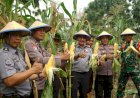 Tingkatkan-Produktifitas-Ketahanan-Pangan,-Lapas-Kelas-I-Surabaya-di-Porong-Panen-Jagung-Manis