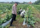 Bhabinkamtibmas-Desa-Permisan-Tinjau-Lahan-Ketahanan-Pangan-Tanaman-Sayuran