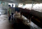 Kanit-Binmas-Polsek-Krembung-Tinjau-Ternak-Sapi-Warga,-Dukung-Program-Swasembada-Pangan-Presiden-RI