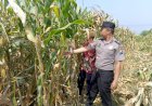Wujud-Ketahanan-Pangan-dari-Kolaborasi-Polisi-dan-Petani-di-Kecamatan-Tarik