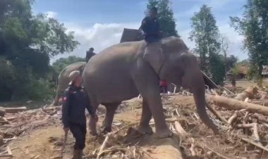 Sinergi-Polri-dan-BKSDA-:-Gajah-Dikerahkan-Bersihkan-Material-Banjir-di-Pidie-Jaya