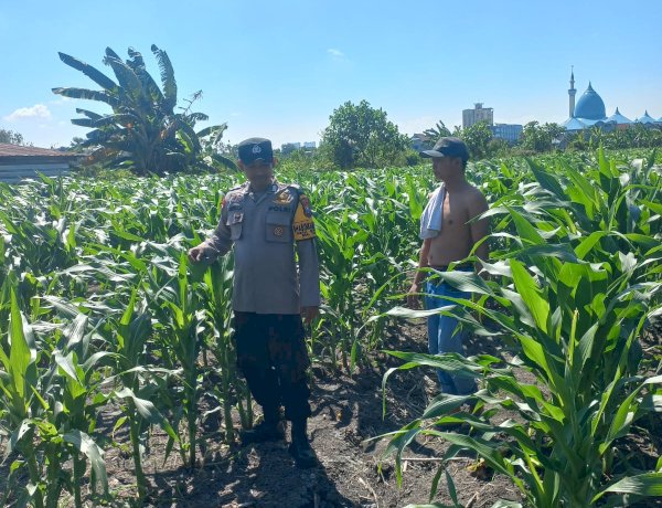 Polsek Taman Pantau Lahan Jagung di Sepanjang, Perkuat Dukungan terhadap Program Ketahanan Pangan
