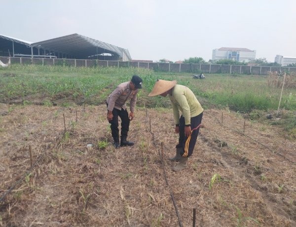 Polsek Sidoarjo Kota Intensif Dampingi Perawatan Jagung Dukung Swasembada Pangan