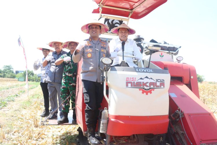 Kabupaten Sidoarjo Dukung Swasembada Pangan, Panen Raya Jagung Kuartal III di Balongbendo
